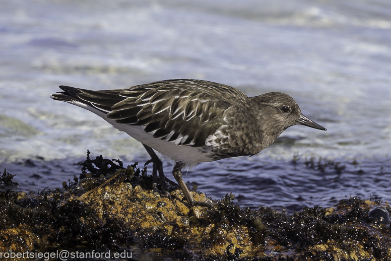 asilomar